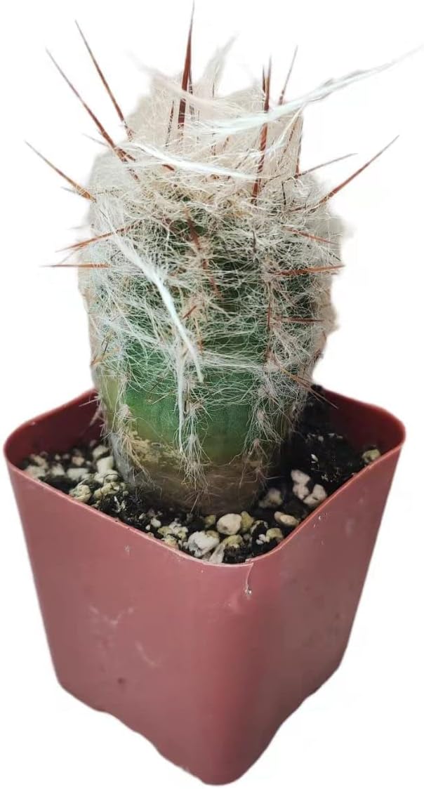 Live Succulent Cactus Plants (2" Pot Old Man of The Andes Cactus Oreocereus Trollii)