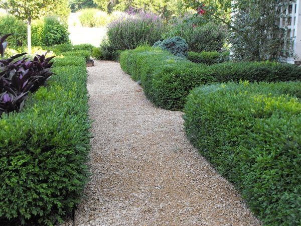 RedCrocus Green Gem' Hybrid Boxwood- Evergreen Shrub for Hedges & Borders, Deer Resistant, Pet Safe, Container Friendly, Well-Drained Soil, Easy Care 1 Gallon