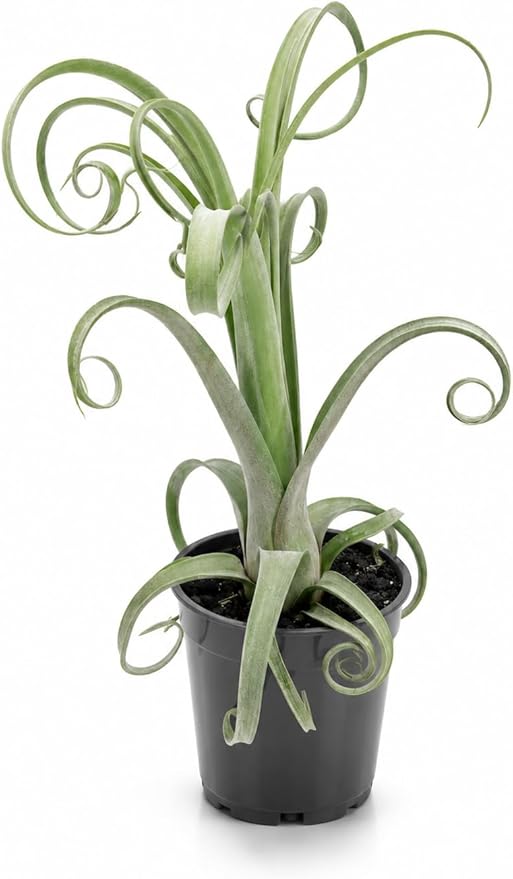 Large Tillandsia Curly Slim Live Air Plant, Potted Air Plants Live Houseplants, Indoor Large Air Plants, Airplant Can be in Pot or Air, Tillandsia House Plants Live