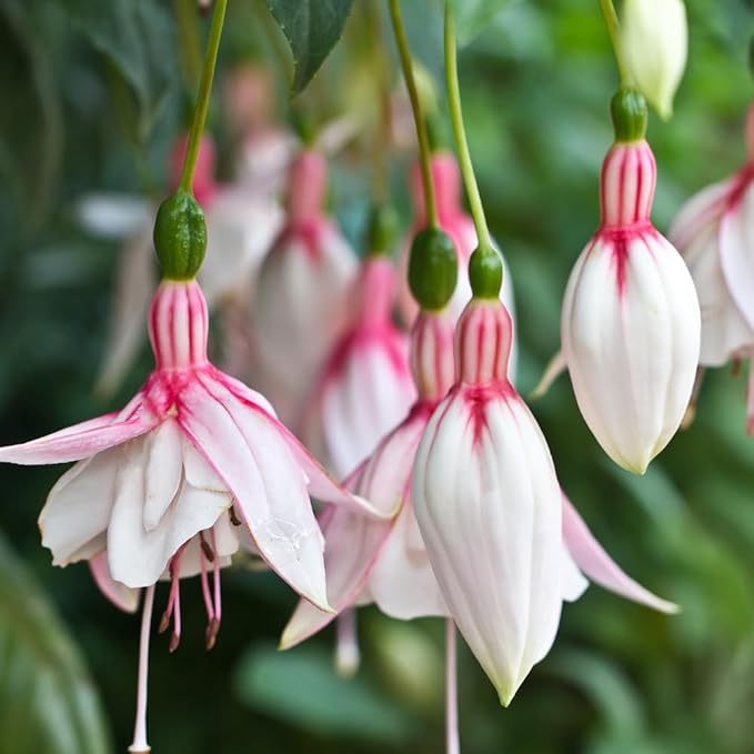 2 Fuchsia Plants, Live Fragrant Fuchsia Flower Bush Shrub, 3-6 Inches Tall (White)