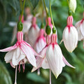 2 Fuchsia Plants, Live Fragrant Fuchsia Flower Bush Shrub, 3-6 Inches Tall (White)