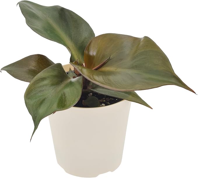 Arcadia Garden Products Live Red Heart Philodendron Rare Indoor Houseplant in Plastic Pot, Tropical Plant Collector Gift for Home and Garden Decor, 4-inch, Beige