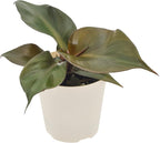 Arcadia Garden Products Live Red Heart Philodendron Rare Indoor Houseplant in Plastic Pot, Tropical Plant Collector Gift for Home and Garden Decor, 4-inch, Beige