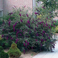 Brighter Blooms - Black Knight Butterfly Bush, 1 Gallon - No Shipping to AK, AZ, HI, OR, WA