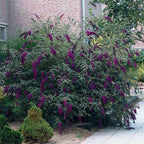 Brighter Blooms - Black Knight Butterfly Bush, 1 Gallon - No Shipping to AK, AZ, HI, OR, WA