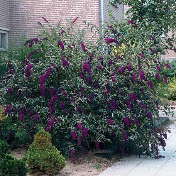 Brighter Blooms - Black Knight Butterfly Bush, 1 Gallon - No Shipping to AK, AZ, HI, OR, WA