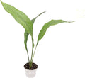 Milky Way Aspidistra Cast Iron Plant | 2 inch | Tropical Ambiance