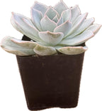 Live Light Blue Echeveria Succulent Plant - Stunning Rosette Drought-Tolerant Indoor/Outdoor Decor - Unique and Hardy Cactus Variety