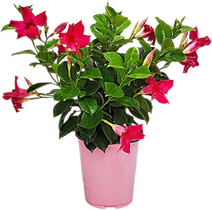 Pink Dipladenia Bush Live Plant - Tropical Plants of Florida - 14 inch Overall Height - 6 inch Planter Pot (1 Gallon) (Plant Only)