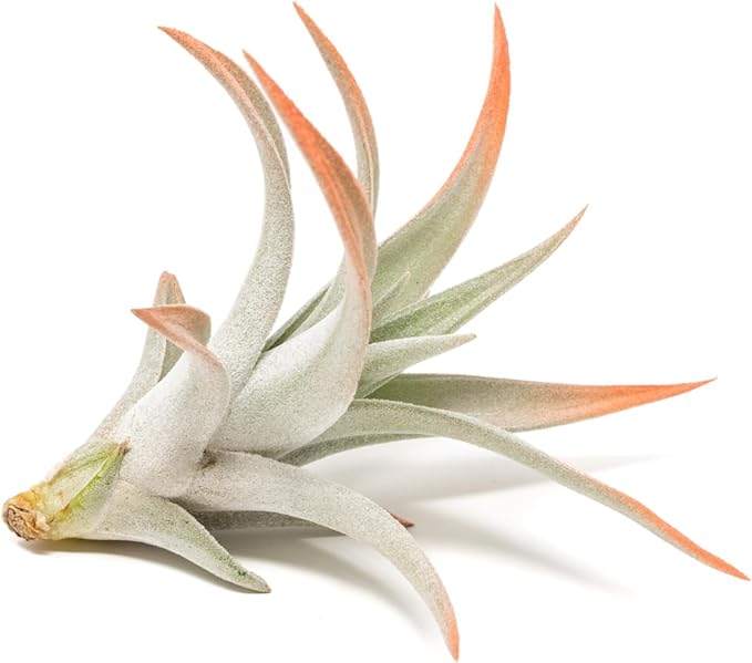 Coral Colorful Tillandsia Air Plants - Long Lasting Color Enhanced Live Tillandsia Succulent House Plants - Home and Garden Decor - Easy Care Indoor/Outdoor Plants (Harrisii, Pack of 3)
