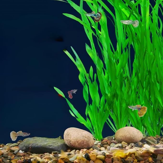 6 Jungle Vals Plants Live, Jungle Vallisneria Aquarium Plants Live, Aquarium Pond Aquatic Plant, from 4 to 5 Inc Tall