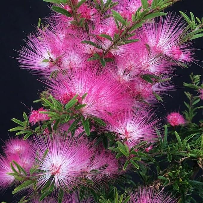 75+ Mimosa Tree Seeds for Planting Outdoor-Albizia Julibrissin Tree Persian Pink Silk Flower Plant-Pink Blooms-Attracts Pollinators