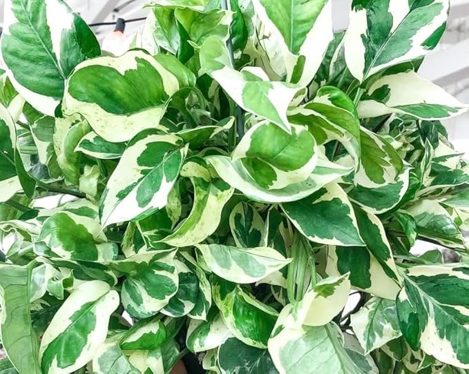 Pearl & Jade Pothos - 2 Inch Potted and Rooted - Great Indoor Plant - Air Purification - Easy Care