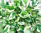 Pearl & Jade Pothos - 2 Inch Potted and Rooted - Great Indoor Plant - Air Purification - Easy Care