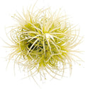 ragnaroc Air Plants - Tillandsia Ionantha Druid Ball, Jumbo 6-9" - 1ct - Live Arrival Guaranteed - House Plants for Home Decor & Gift