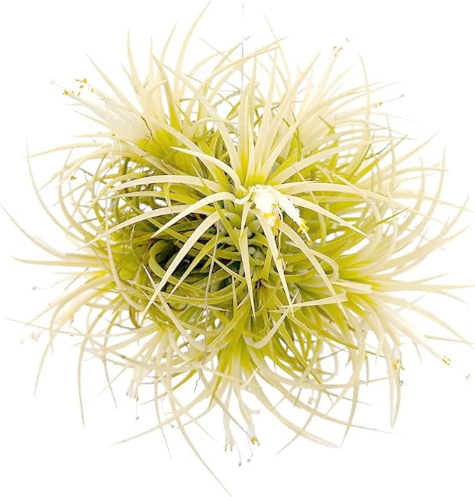 ragnaroc Air Plants - Tillandsia Ionantha Druid Ball, Jumbo 6-9" - 1ct - Live Arrival Guaranteed - House Plants for Home Decor & Gift
