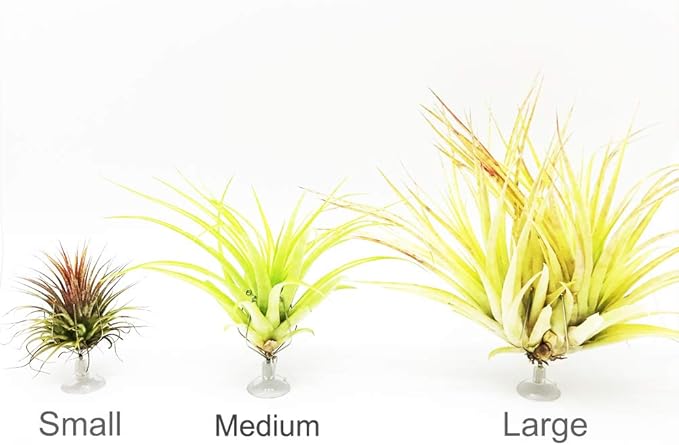 10 Pack Vertical Air Plant Holder (Suction Cup, Stainless Steel Tillandsia Air Plant Planter) A Unique Set of Air Plant Containers for Creating Tillandsia Art Display on Window. (Small)