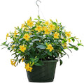 Tropical Plants of Florida Yellow Dipladenia Hanging Basket 12 Inch Live Flowering Plant, 14 Inch Wide by 18 Inch Tall, Bright Yellow Patio Porch Balcony Blooms