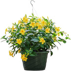 Tropical Plants of Florida Yellow Dipladenia Hanging Basket 12 Inch Live Flowering Plant, 14 Inch Wide by 18 Inch Tall, Bright Yellow Patio Porch Balcony Blooms