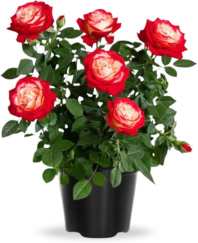 Rose Live Plant, Roses Flower Plant, Fragrant Flower for Planting, 4-6 Inches Tall, Bush Shrub Plants, Well Rooted, Ready to Grow (Red White Rose)