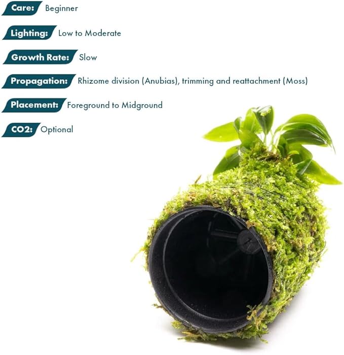 SubstrateSource Live Planted Decor - Anubias Minima on Christmas Moss Tower - Deep and Bright Green Freshwater Aquatic Plant, Low Light, Foreground to Midground Tank Placement for Aquascaping - 1 Pack