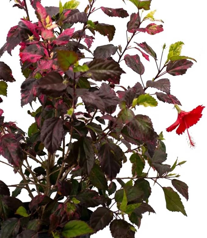 American Plant Exchange Hibiscus 'Red Hot' Plant – Live Flowering Bush, 10-Inch Pot, Tropical Variegated Red Blooms for Garden Beds, Patios, and Outdoor Landscapes