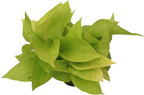 California Tropicals 4" Neon Pothos Live Pot Houseplant - Plant for Indoors, Outdoors, Easy Care Tropic for House, Office, Potted Real Plant Easyplant for Inside Houses & Gardens for Purifying Air