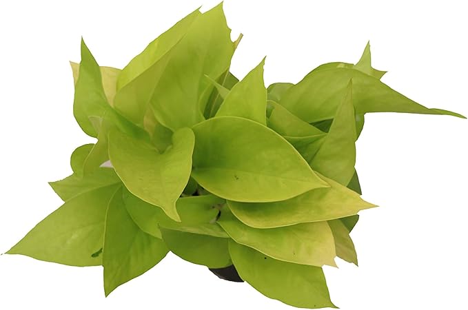 California Tropicals 4" Neon Pothos Live Pot Houseplant - Plant for Indoors, Outdoors, Easy Care Tropic for House, Office, Potted Real Plant Easyplant for Inside Houses & Gardens for Purifying Air