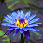 Live Waterlilies Rhizome Tuber Pre-Grown Tropical Waterliles Freshwater Indoor-Outdoor Pond Decoration Blue Flower
