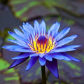 Mainam Mix Colorful Tropical Water Lily Tuber Live Aquarium Plant for Freshwater Fish Pond Balcony Buy 2 GET Fertilizer Free (Blue Nymphaea King Blue)