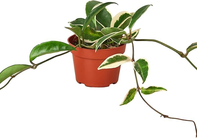 Hoya Plants 4 Live Houseplants in 4" Pots - Variety Assortment 4 Pack Hoya Plants - Pet Friendly Plants - Air Purifying Plants - CA Seller (Pack of 4 Hoya Plants)