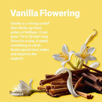 GROW24 Live Vanilla Orchid Plant Starter (Vanilla planifolia), Tissue Culture Source and Free pathogen, 2 Pack of 5 pots (2)