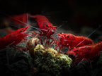 15+ Seam Oasis Fire Red Premium High-Grade Neocaridina Freshwater Aquarium Shrimp, Live Arrival Guarantee