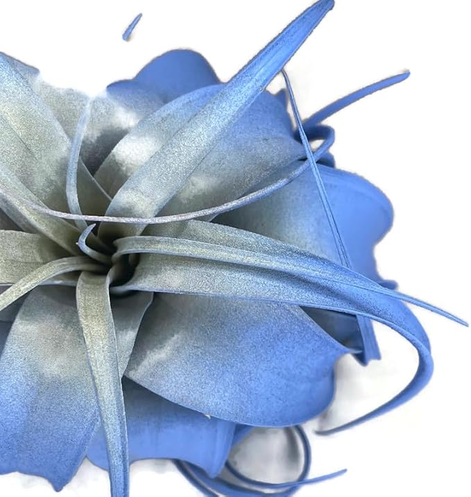 XL Xerographica Colored Air Plant, Live Tillandsia House Plant, Easy Care Indoor Outdoor, Great Gift, Healthy Arrival Guaranteed (Sky Blue)