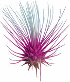 Live Colored Air Plants 3 Pack - Vibrent Color Enhanced Tillandsia, Easy Care Indoor Outdoor Houseplant, Home Decor, Terrariums & Gifts