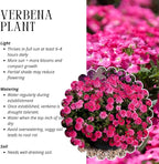 3 Pink Verbena Plants Live, Hardy Perennial Flower, 4-8 Inches Tall, Outdoor Garden Plant