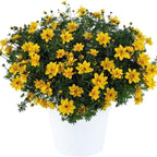 RedCrocus White Delight Bidens- Bright White Summer Blooms for Borders & Containers, Pollinator Attracting, Low Maintenance, Pet Safe, Deciduous Garden Plant 4.5" Pot (Pack of 5)