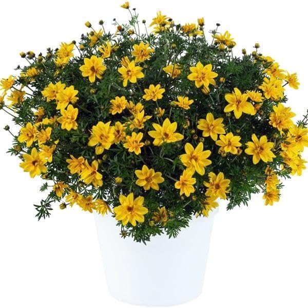 RedCrocus White Delight Bidens- Bright White Summer Blooms for Borders & Containers, Pollinator Attracting, Low Maintenance, Pet Safe, Deciduous Garden Plant 4.5" Pot (Pack of 5)