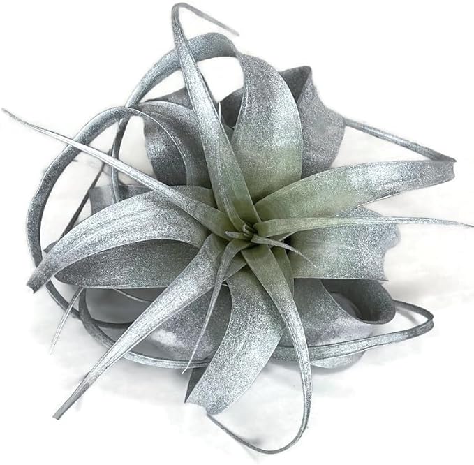 XL Xerographica Colored Air Plant, Live Tillandsia House Plant, Easy Care Indoor Outdoor, Great Gift, Healthy Arrival Guaranteed (Silver)