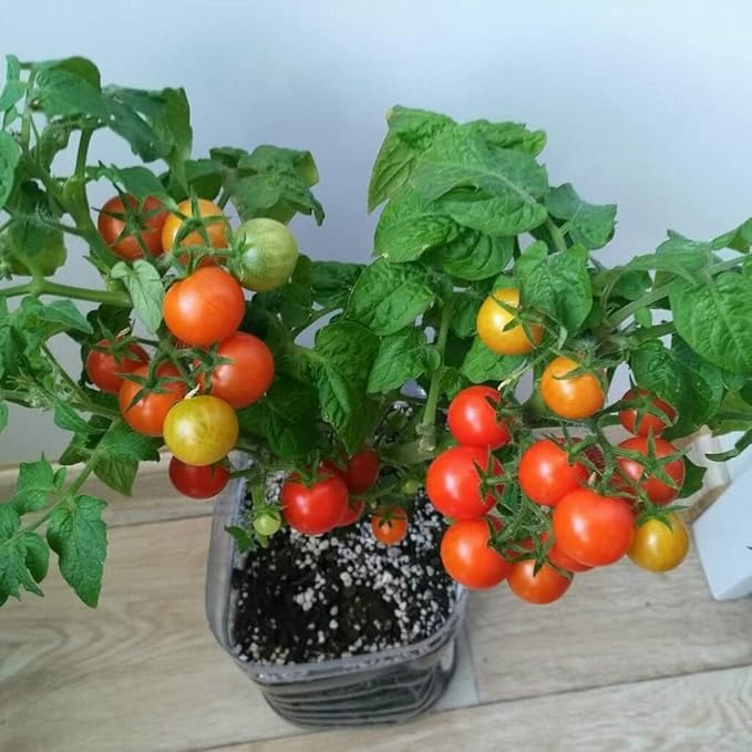 40+ Seeds Indoor Dwarf Tomato Year-Round - Vegetable Red