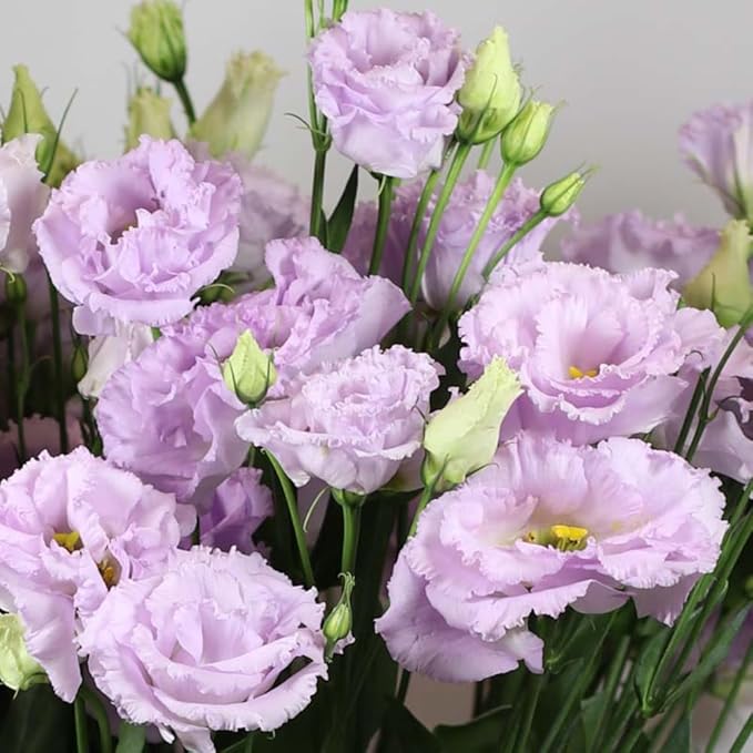 Eustoma Lisianthus Plant Live, Lisianthus Flowers Well Rooted Plug 2-3 Inch Height, Lisianthus Thornless Roses Seedling (Pastel Blue Lisianthus)