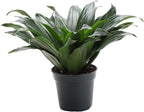 Thorsen's Greenhouse Live Janet Craig Compacta Plant, Dracaena Fragrans, Live Indoor Plant, 4" Diameter Pot