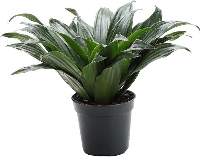 Thorsen's Greenhouse Live Janet Craig Compacta Plant, Dracaena Fragrans, Live Indoor Plant, 4" Diameter Pot