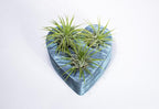 Air Plants - Tillandsia Ionantha - Organically Enhanced Color - Live Arrival Guaranteed - House Plants for Home Decor & Gift (Blue Bell 3pk + Heart)