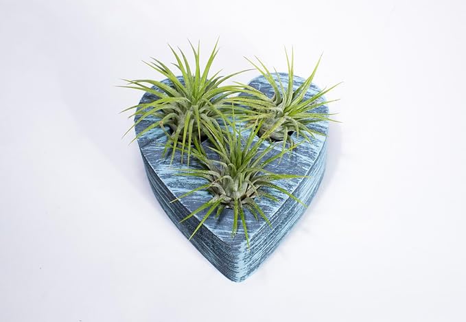 Air Plants - Tillandsia Ionantha - Organically Enhanced Color - Live Arrival Guaranteed - House Plants for Home Decor & Gift (Blue Bell 3pk + Heart)