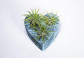 Air Plants - Tillandsia Ionantha - Organically Enhanced Color - Live Arrival Guaranteed - House Plants for Home Decor & Gift (Coastal Turquoise - Green)