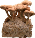 Shiitake Mushroom Grow Kit by Oakland Mushroom Co. | Handmade with Organic Ingredients | Ready to Grow | Harvest in 7-14 Days