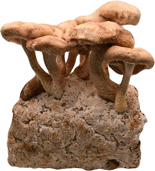 Shiitake Mushroom Grow Kit by Oakland Mushroom Co. | Handmade with Organic Ingredients | Ready to Grow | Harvest in 7-14 Days
