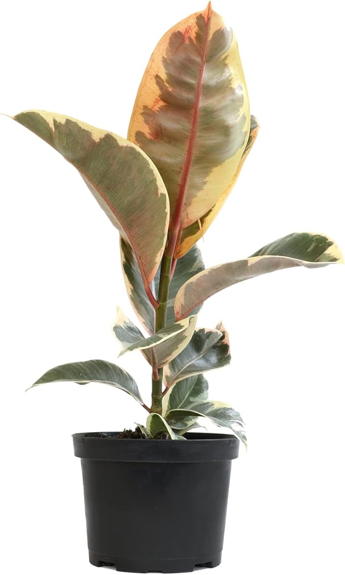 Tineke' Ficus Tree Live Plant (Variegated Rubber Plant), Ficus Elastica Live Plant Delivery, Easy Plant, Indoor Plants Live Houseplants, Real Plants, Live Plants Indoor Plant Decor by Plants for Pets