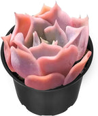 Sprout N Green Echeveria Desert Camels, Rare Live Succulent Plant Fully Rooted in 2" Planter with Soil, Home Office Indoor Outdoor Wedding Decoration DIY Projects Party Favor